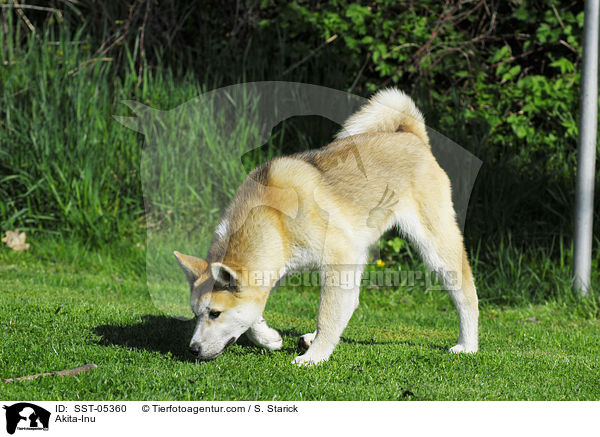 Akita-Inu / Akita-Inu / SST-05360