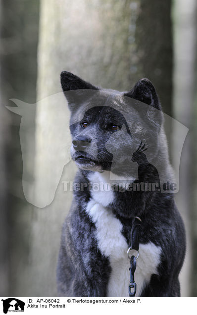 Akita Inu Portrait / Akita Inu Portrait / AP-06042