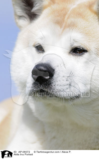 Akita Inu Portrait / AP-06072