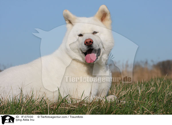 liegender Akita Inu / lying Akita Inu / IF-07030