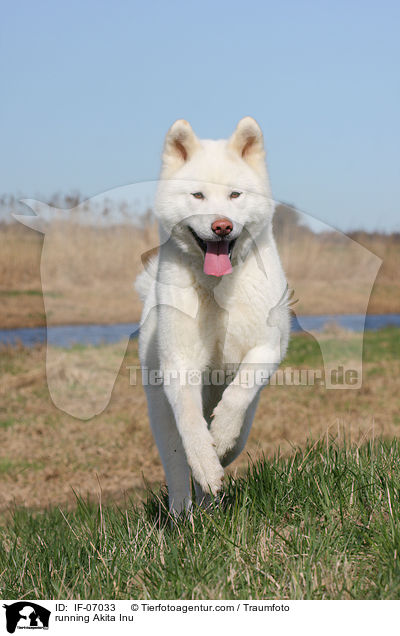 rennender Akita Inu / running Akita Inu / IF-07033