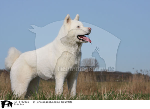 Akita Inu / Akita Inu / IF-07035