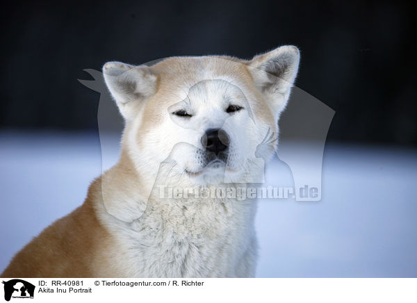 Akita Inu Portrait / Akita Inu Portrait / RR-40981