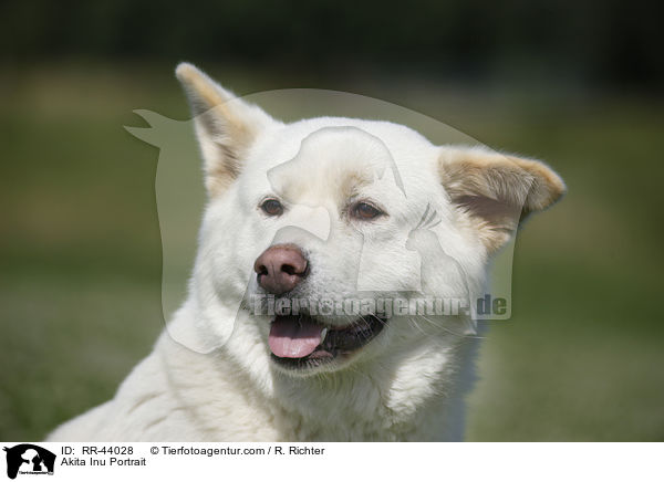 Akita Inu Portrait / Akita Inu Portrait / RR-44028