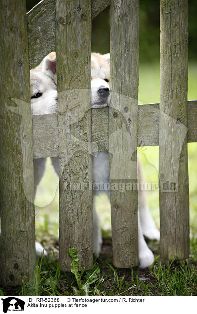 Akita Inu Welpen am Zaun / Akita Inu puppies at fence / RR-52368