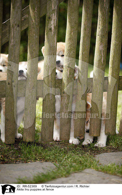 Akita Inu Welpen am Zaun / Akita Inu puppies at fence / RR-52369