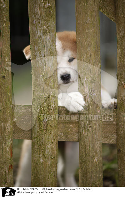 Akita Inu Welpe am Zaun / Akita Inu puppy at fence / RR-52375