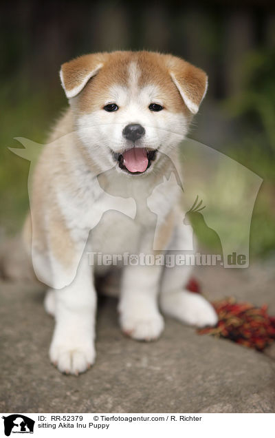 sitzender Akita Inu Welpe / sitting Akita Inu Puppy / RR-52379