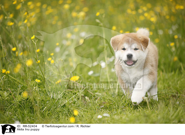 Akita Inu Welpe / Akita Inu puppy / RR-52404