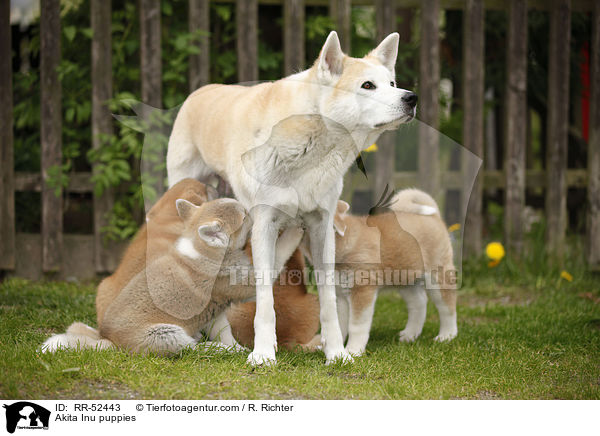 Akita Inu Welpen / Akita Inu puppies / RR-52443