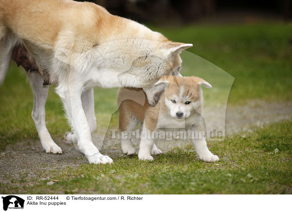 Akita Inu Welpen / Akita Inu puppies / RR-52444