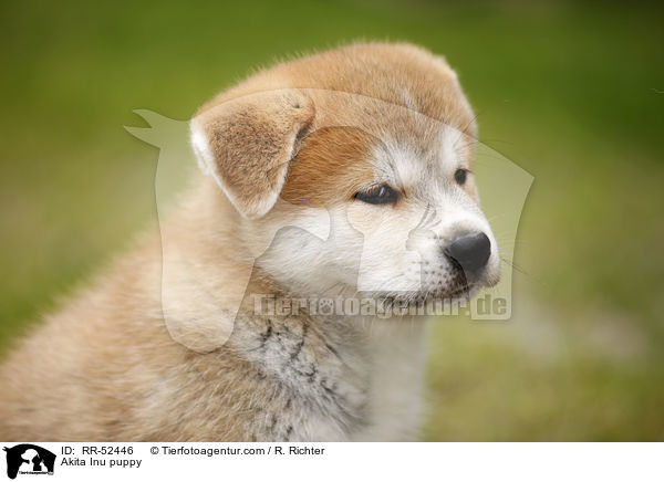 Akita Inu Welpe / Akita Inu puppy / RR-52446