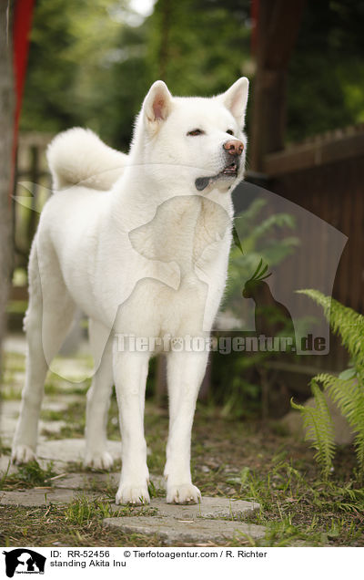 stehender Akita Inu / standing Akita Inu / RR-52456