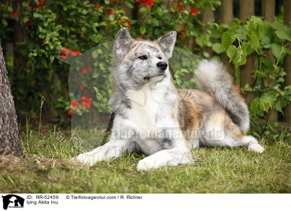 liegender Akita Inu / lying Akita Inu / RR-52459