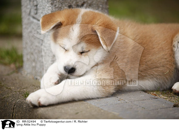 liegender Akita Inu Welpe / lying Akita Inu Puppy / RR-52494