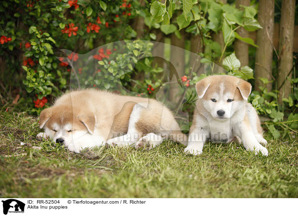 Akita Inu Welpen / Akita Inu puppies / RR-52504