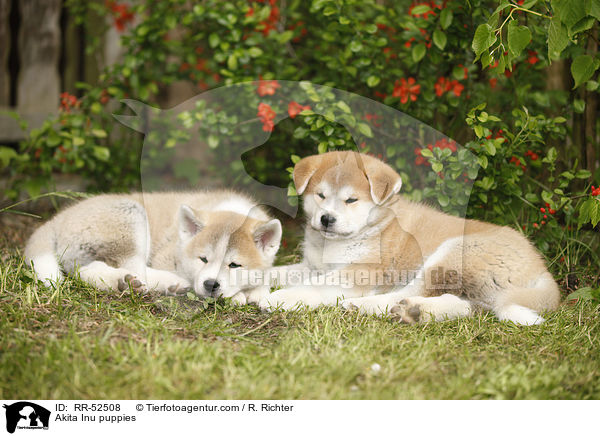 Akita Inu Welpen / Akita Inu puppies / RR-52508