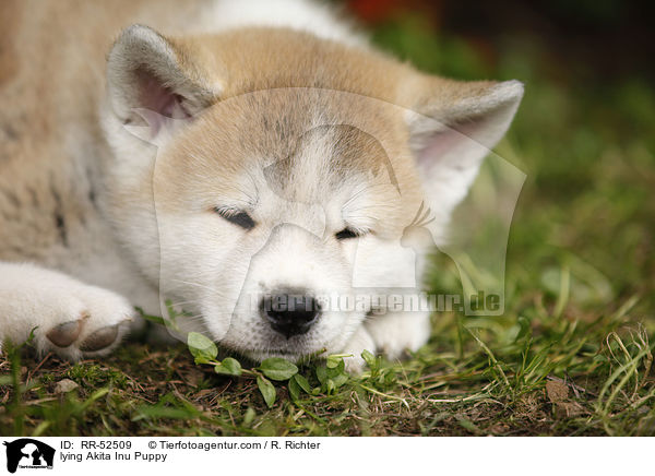 liegender Akita Inu Welpe / lying Akita Inu Puppy / RR-52509