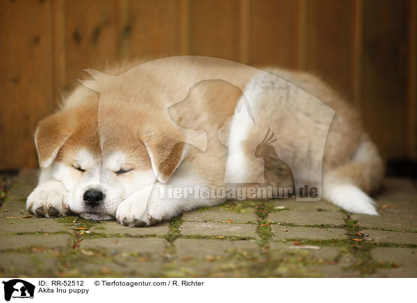 Akita Inu Welpe / Akita Inu puppy / RR-52512