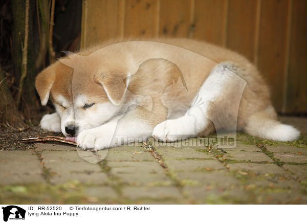 liegender Akita Inu Welpe / lying Akita Inu Puppy / RR-52520