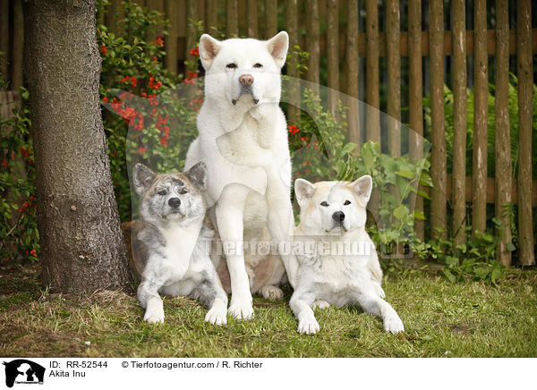 Akita Inu / Akita Inu / RR-52544