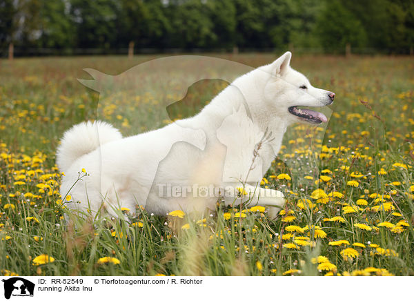 rennender Akita Inu / running Akita Inu / RR-52549