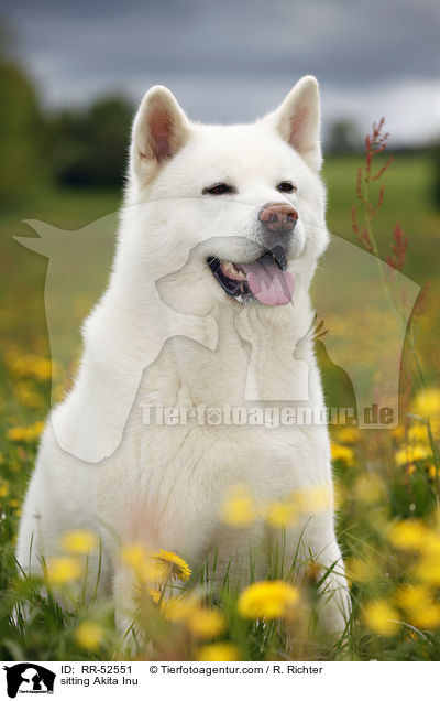 sitzender Akita Inu / sitting Akita Inu / RR-52551