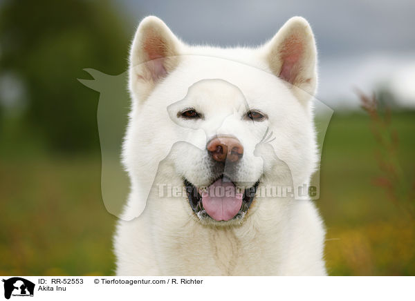 Akita Inu / Akita Inu / RR-52553