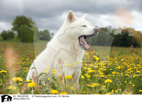 sitzender Akita Inu / sitting Akita Inu / RR-52555