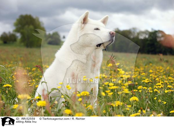 sitzender Akita Inu / sitting Akita Inu / RR-52559