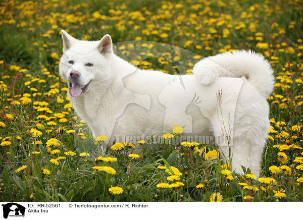 Akita Inu / Akita Inu / RR-52561