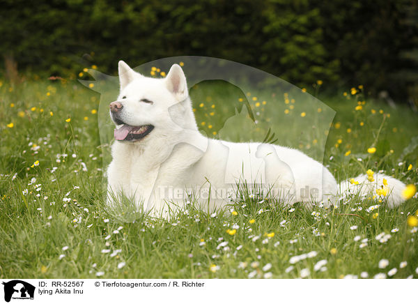 liegender Akita Inu / lying Akita Inu / RR-52567