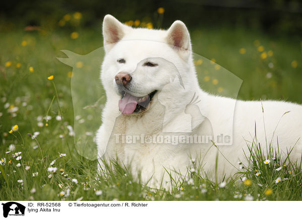 liegender Akita Inu / lying Akita Inu / RR-52568