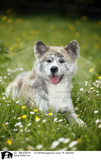 liegender Akita Inu / lying Akita Inu / RR-52579