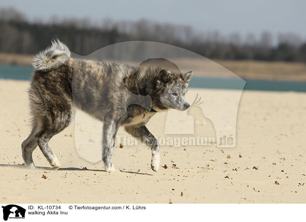 laufender Akita Inu / walking Akita Inu / KL-10734