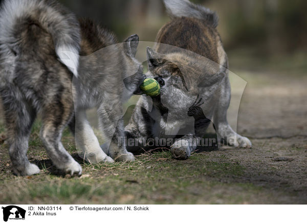 2 Akita Inus / 2 Akita Inus / NN-03114