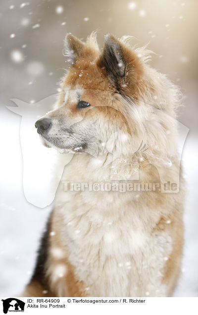 Akita Inu Portrait / Akita Inu Portrait / RR-64909