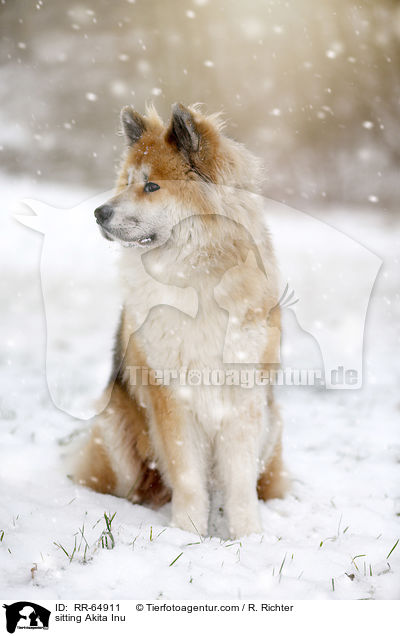 sitzender Akita Inu / sitting Akita Inu / RR-64911