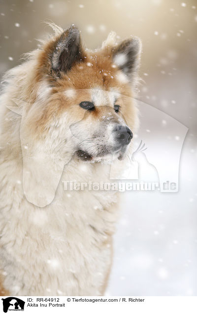 Akita Inu Portrait / Akita Inu Portrait / RR-64912