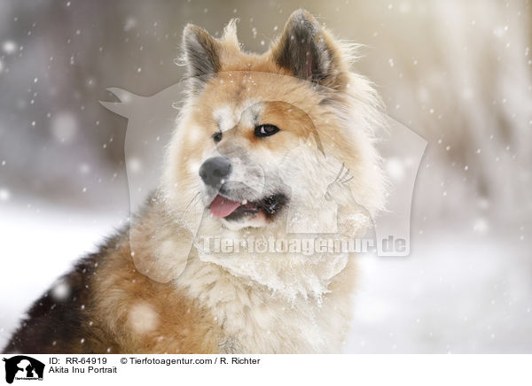 Akita Inu Portrait / Akita Inu Portrait / RR-64919