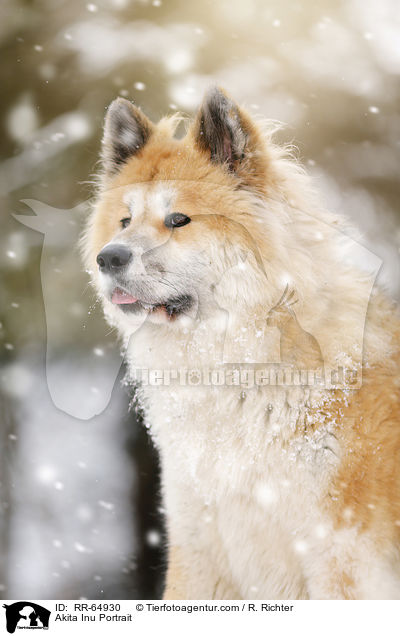 Akita Inu Portrait / Akita Inu Portrait / RR-64930