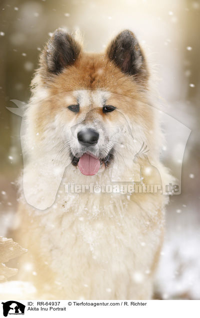 Akita Inu Portrait / Akita Inu Portrait / RR-64937