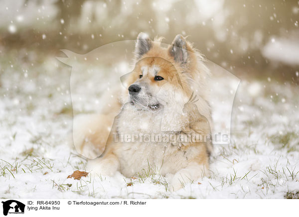 liegender Akita Inu / lying Akita Inu / RR-64950