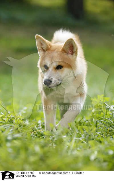 junger Akita Inu / young Akita Inu / RR-85789