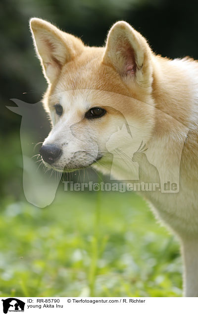 junger Akita Inu / young Akita Inu / RR-85790