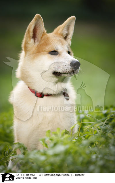 junger Akita Inu / young Akita Inu / RR-85793