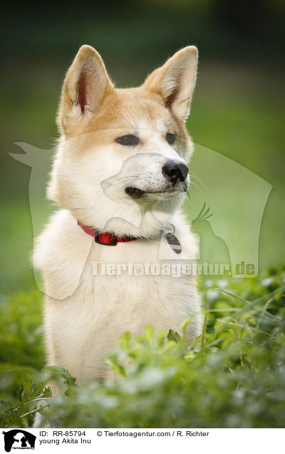 junger Akita Inu / young Akita Inu / RR-85794