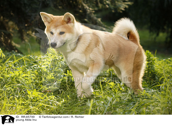 junger Akita Inu / young Akita Inu / RR-85799