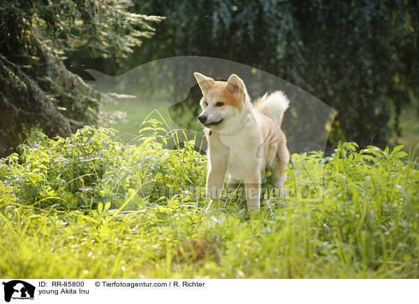 junger Akita Inu / young Akita Inu / RR-85800