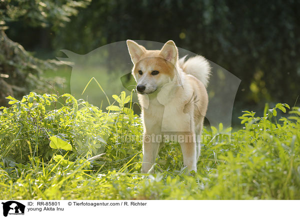 junger Akita Inu / young Akita Inu / RR-85801